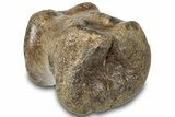 Hadrosaur (Brachylophosaurus?) Caudal Vertebra - Montana #313406-1